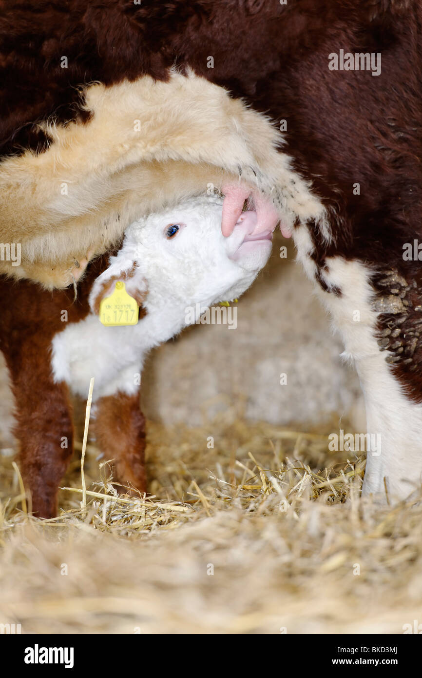 Feeding Calf Stock Photo