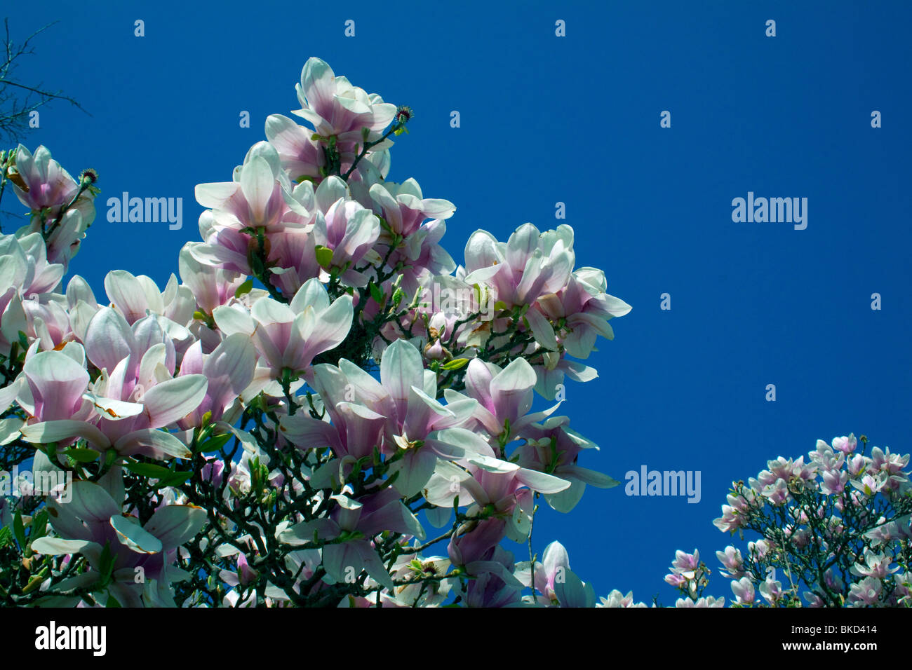 Saucer Pink Japanese Magnolia Tree in bloom Spring E USA, by Dembinsky Photo Assoc Stock Photo