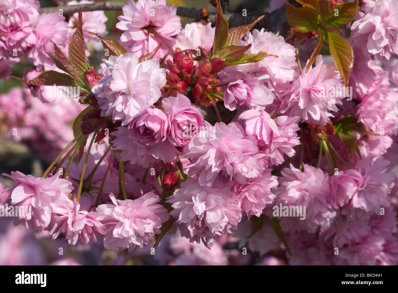 Spring cherry blossom- Abingdon, Oxfordshire Stock Photo