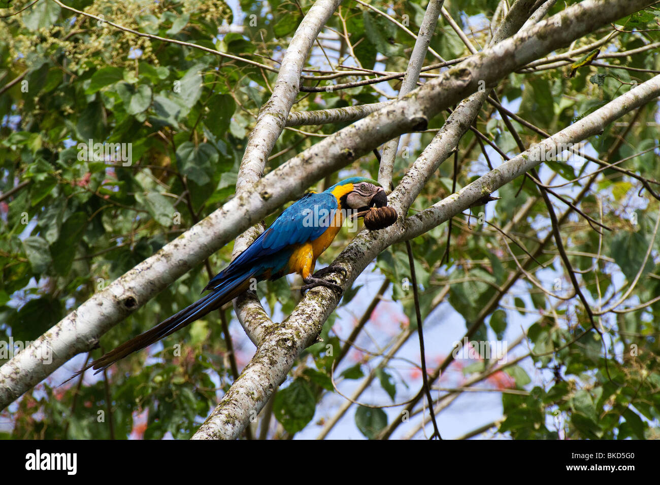 BT-278D; BLUE-AND-YELLOW MACAW WITH SEED POD Stock Photo