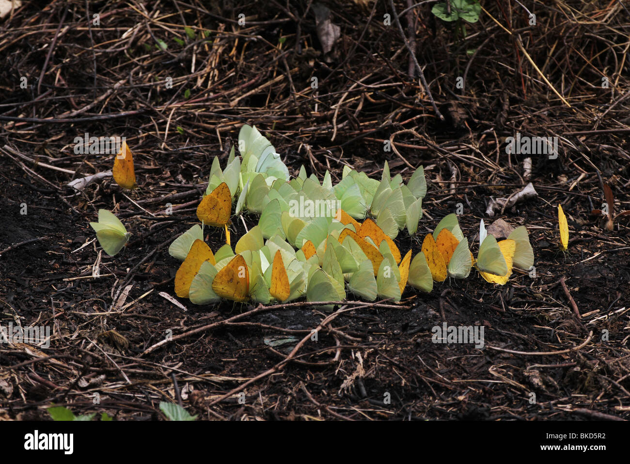 I-348D; GROUP OF ORANGE AND LYSIDE SULPHUR BUTTERFLIES Stock Photo