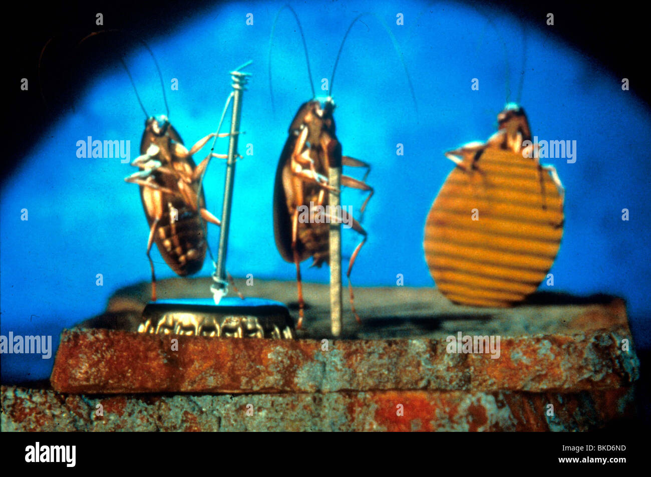 JOE'S APARTMENT 1995 Stock Photo Alamy