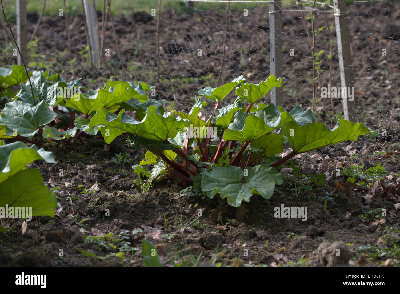 rhubarb Stock Photo