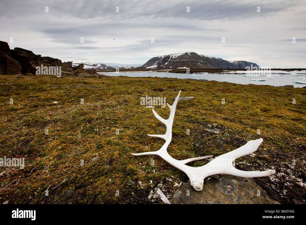 Norway, Svalbard, Edgeoya Island, Reindeer antlers on tundra beneath mountains along Habenichtbukta Bay Stock Photo