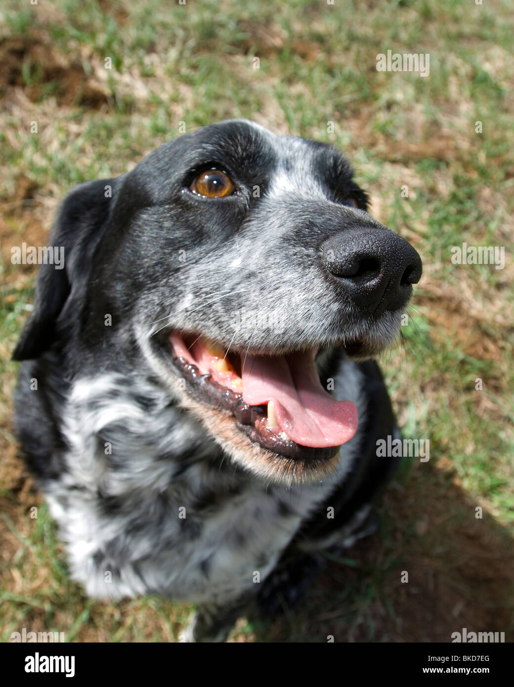 Mixed breed dog Stock Photo Alamy