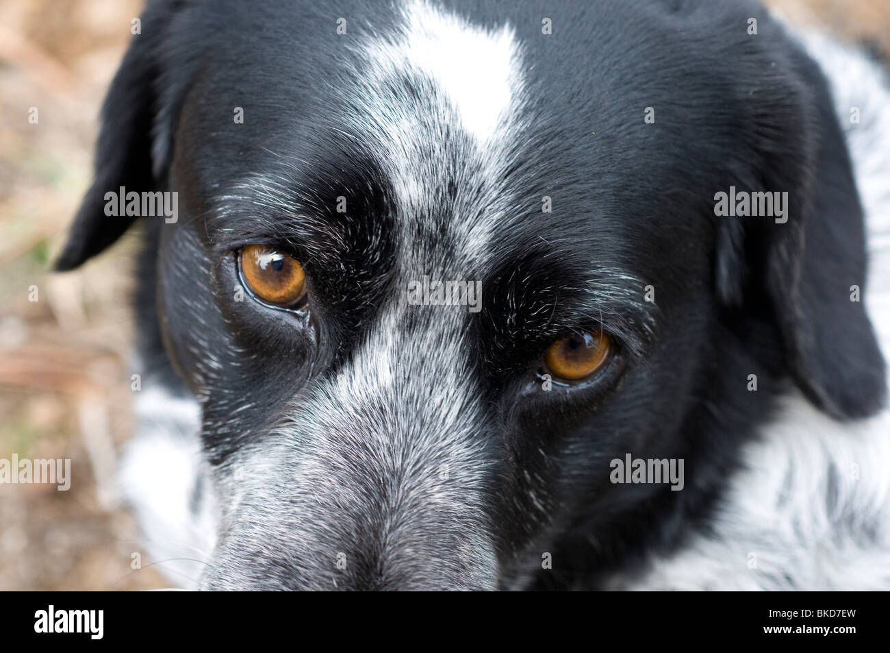 Mixed breed dog Stock Photo