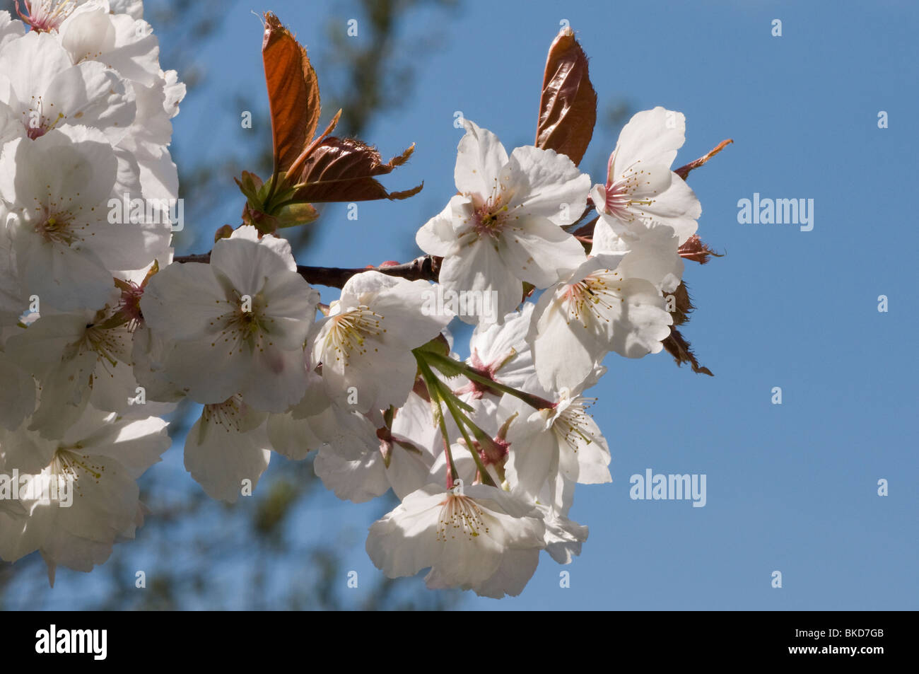Blossom uk tree hires stock photography and images Alamy