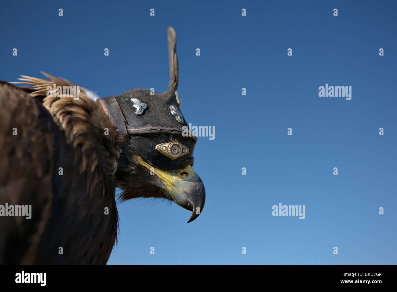 Download Eagle Mask High Resolution Stock Photography And Images Alamy PSD Mockup Templates