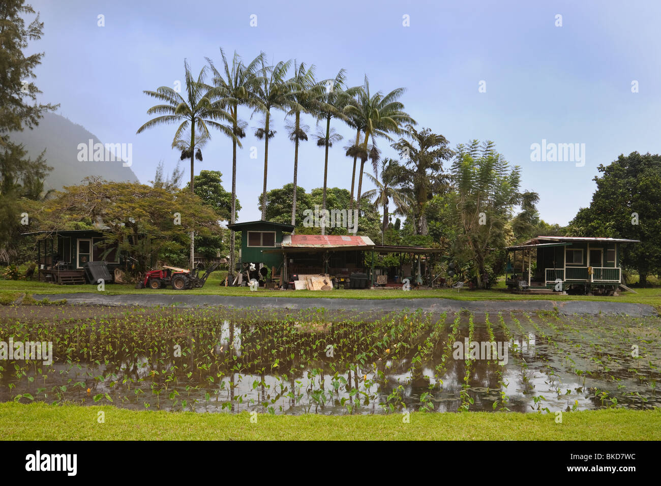 Waipio valley hawaii taro hires stock photography and images Alamy