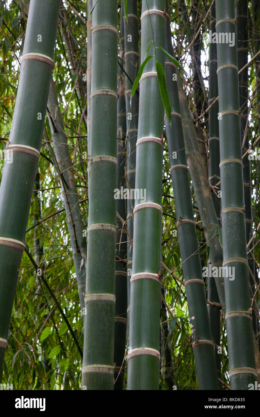 Large bamboo grows in Waipio Valley,Hawaii. Stock Photo