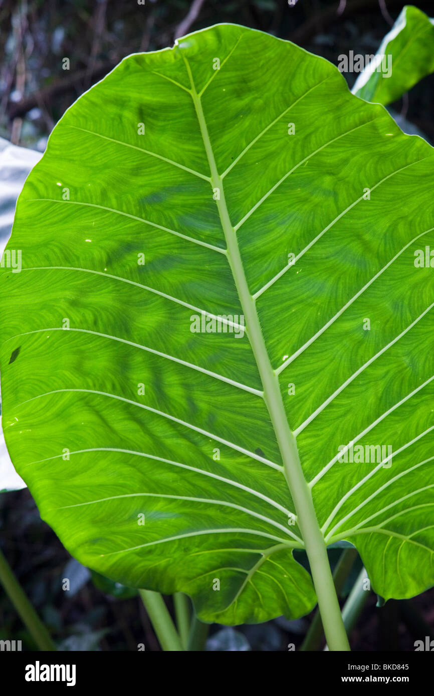 Wild taro in Waipio Valley,Hawaii Stock Photo Alamy
