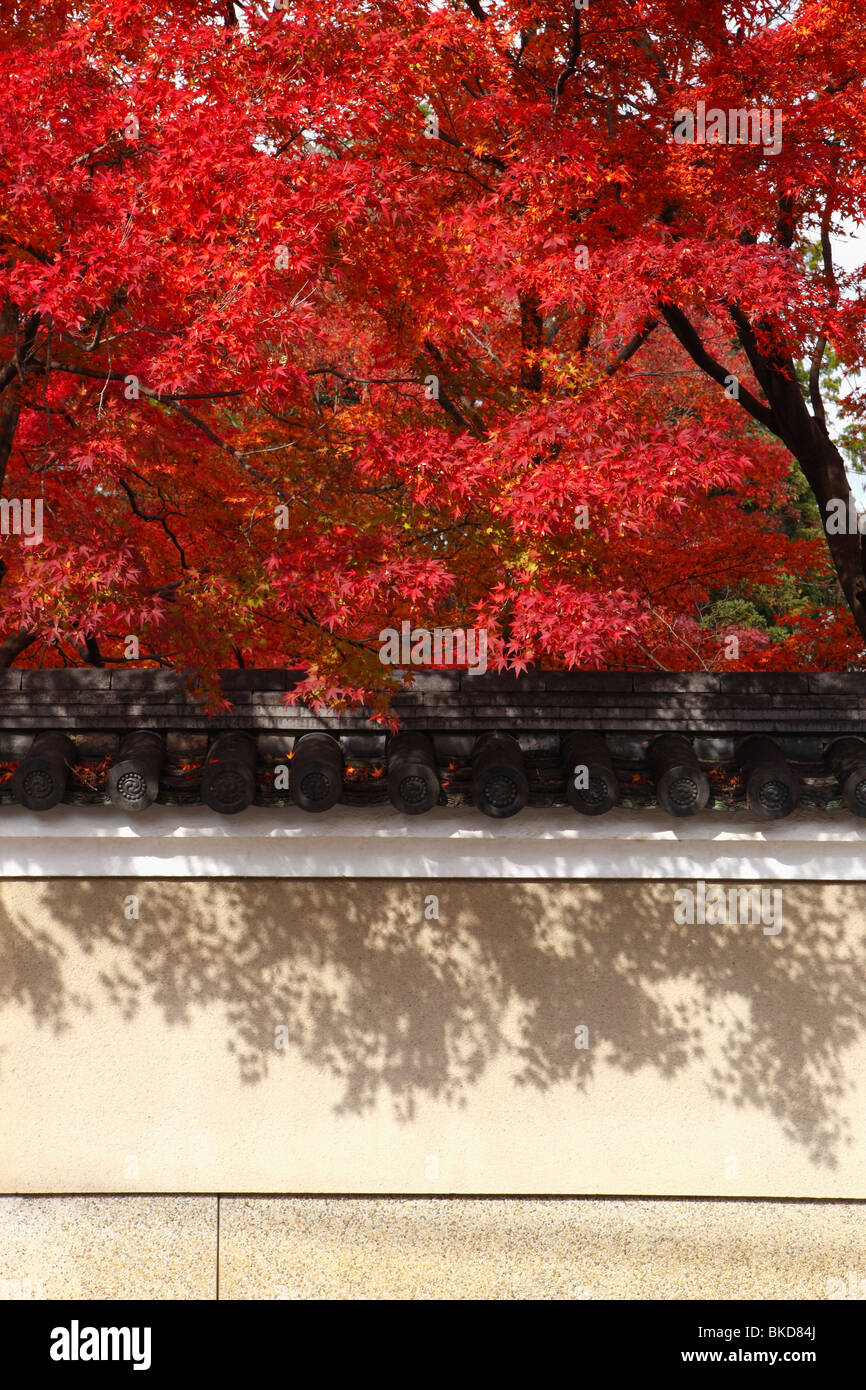 Autumn tint and wall in Kyoto Stock Photo