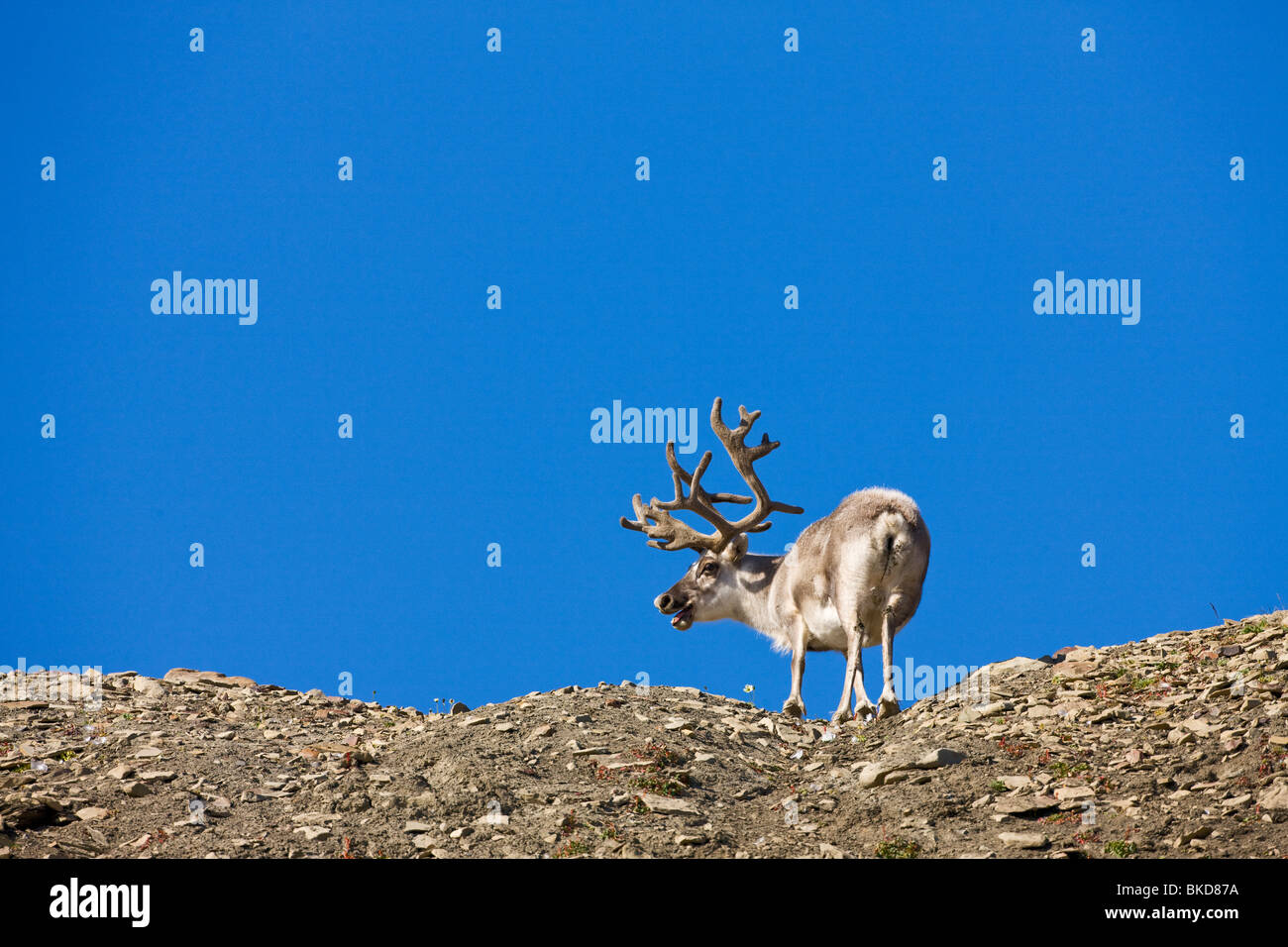 Norway, Svalbard, Edgeoya Island, Reindeer (Rangifer tarandus) feeding on lichens on ridge of hills along Diskobukta Stock Photo