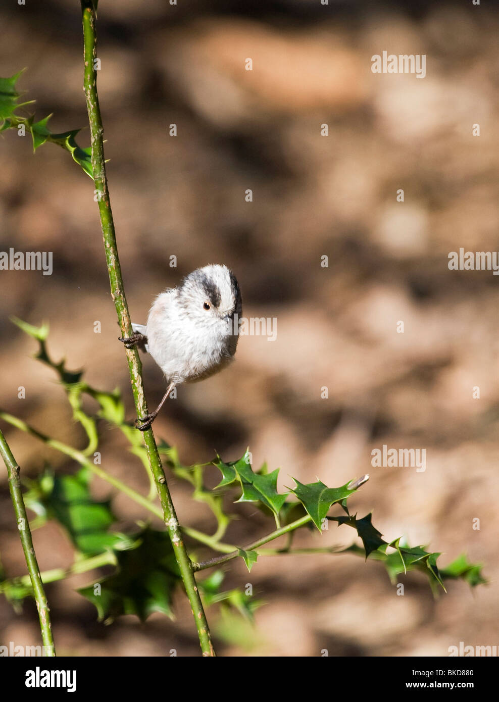Long Tailed Tit 1 Stock Photo