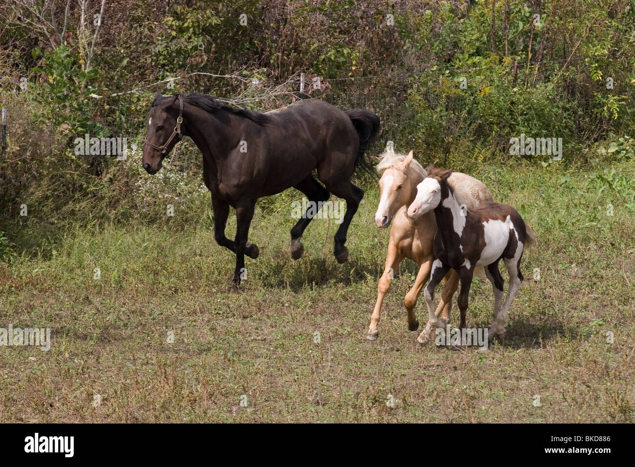 Thoroughbred mare palomino yearling and paint horse weanling running in a field Stock Photo