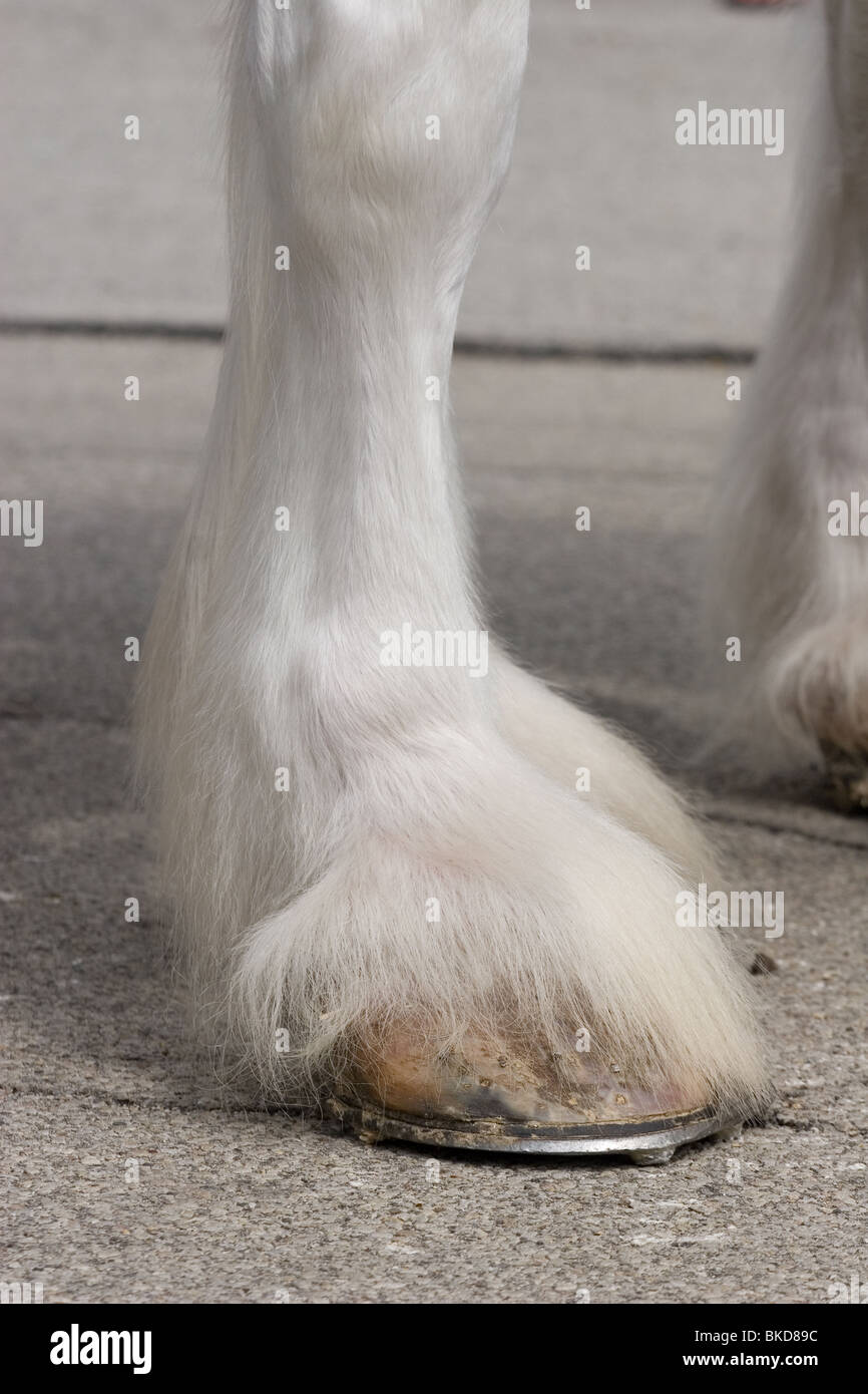 Horse feathers hires stock photography and images Alamy
