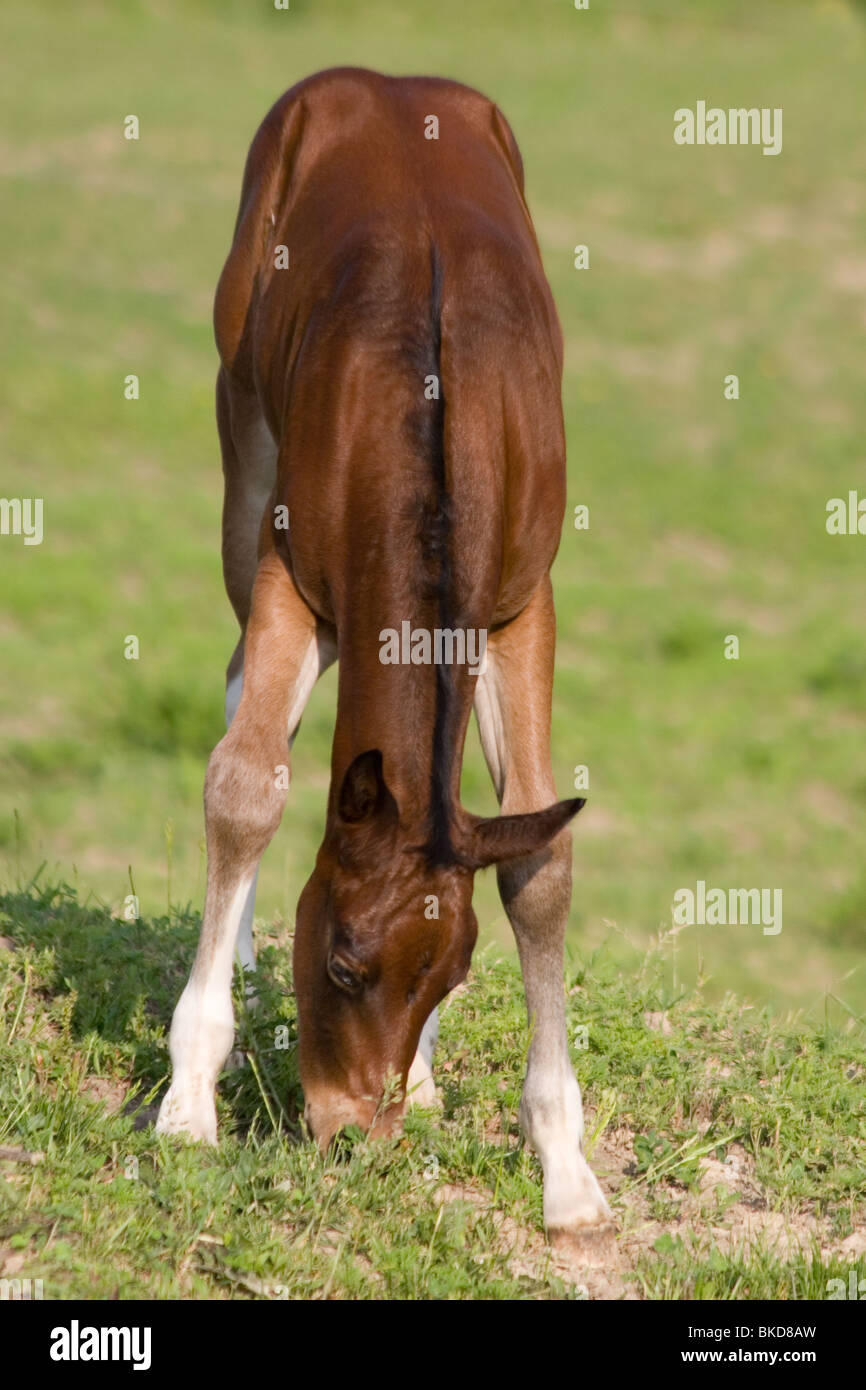 Young Bay foal grazing in green pasture Stock Photo