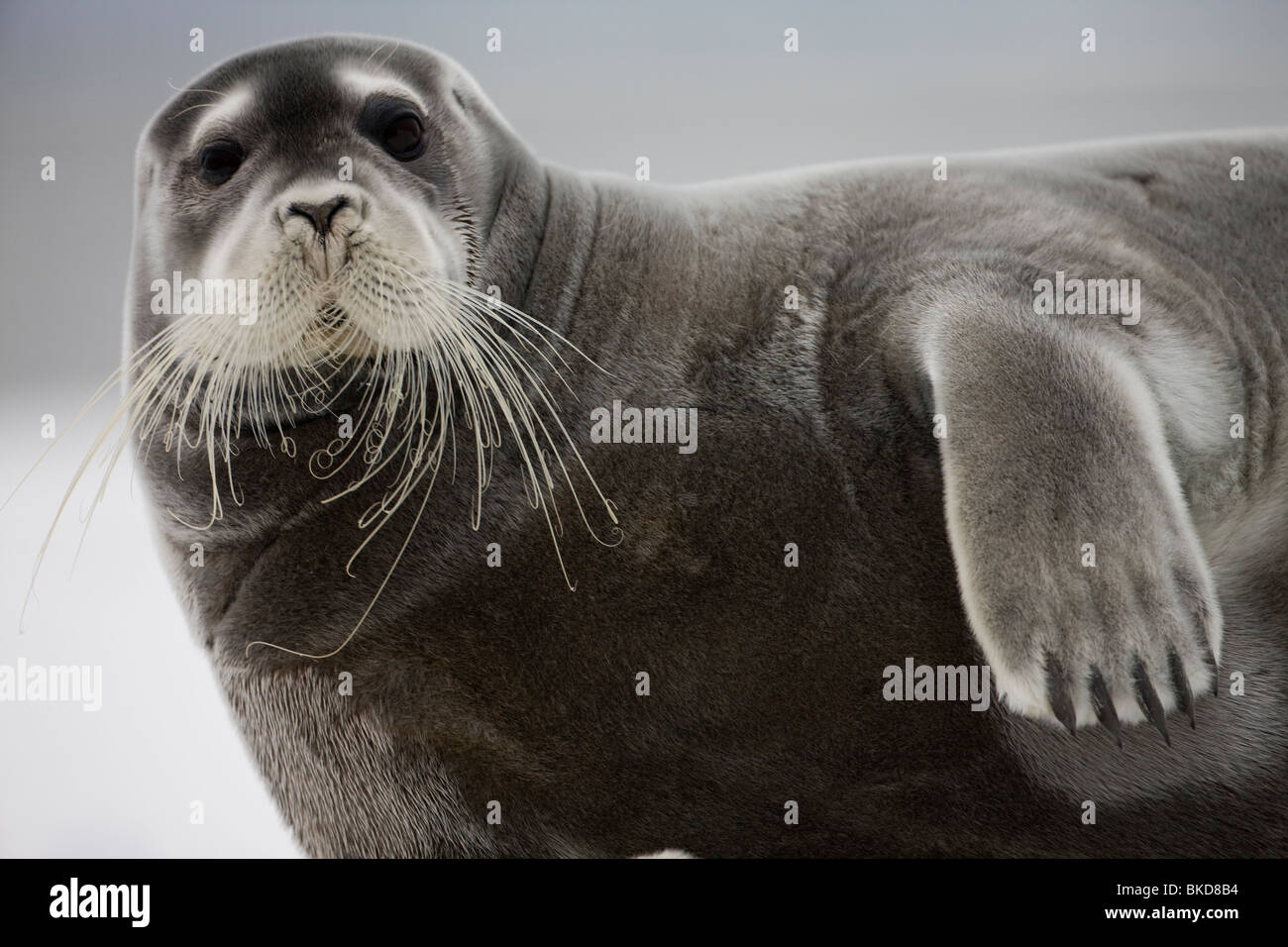 Norway, Svalbard, Spitsbergen Island, Portrait Of Bearded Seal ...