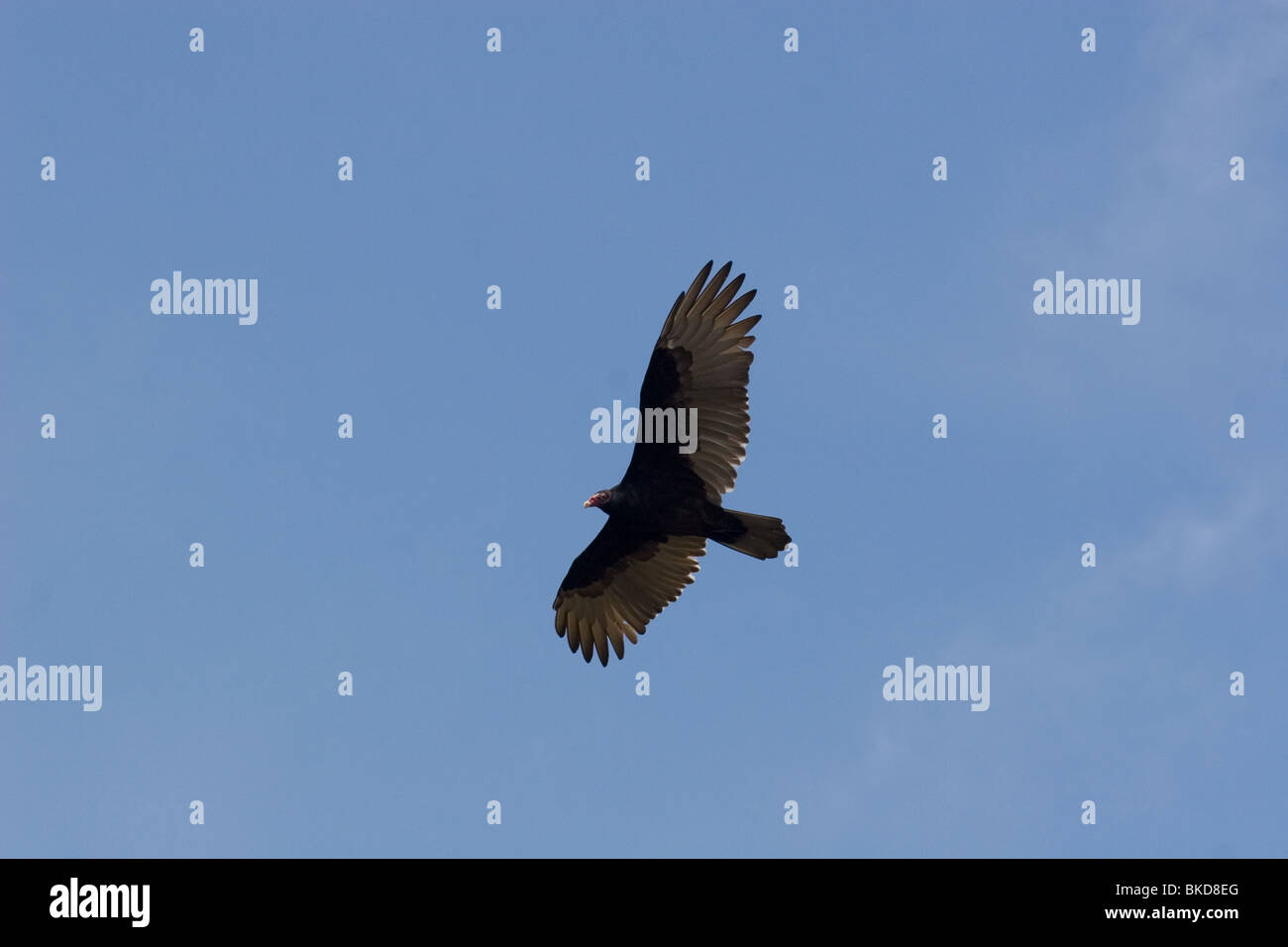 Turkey Buzzard in flight in blue sky Stock Photo Alamy