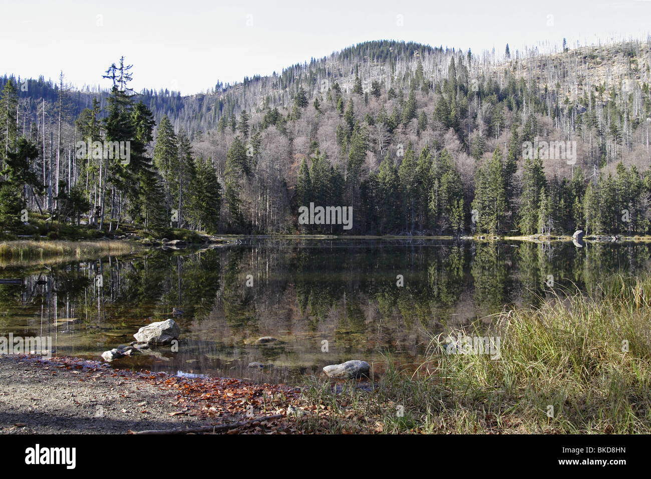 Rachelsee, Bavarian, forest, lake mountain lake, Stock Photo