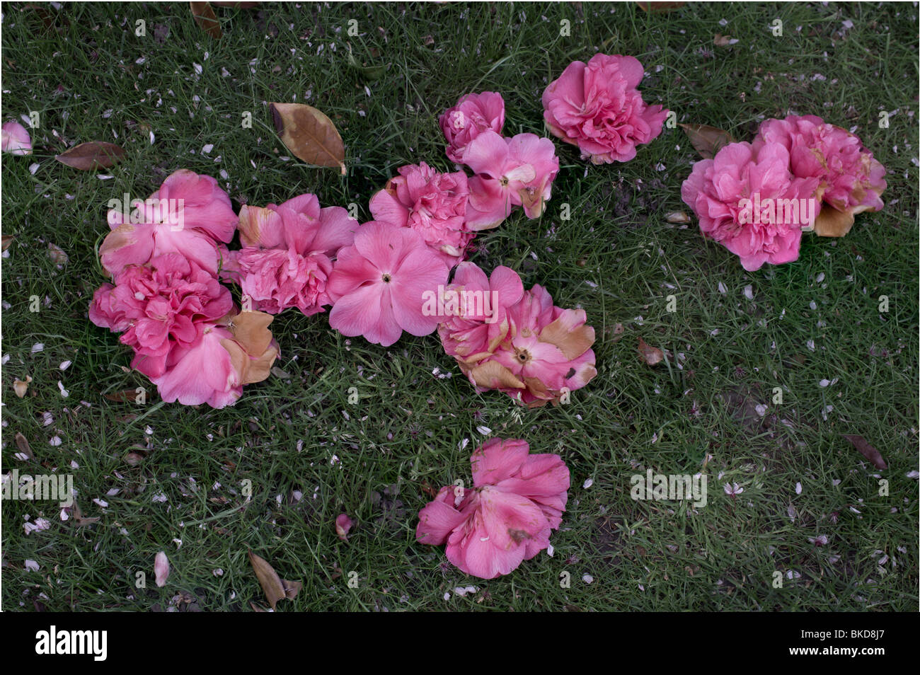 Dropped petals hires stock photography and images Alamy