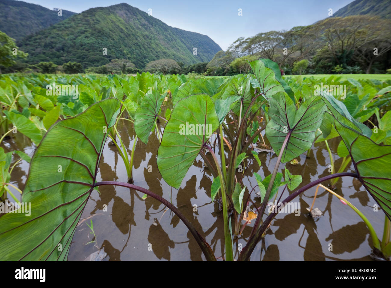 Kalo farming hires stock photography and images Alamy