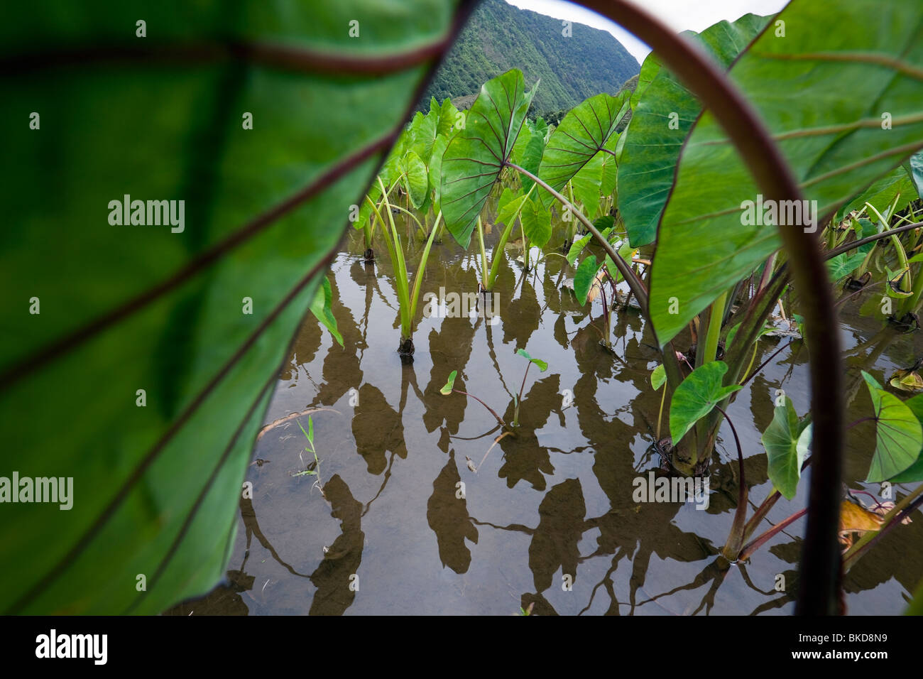 Kalo farming hires stock photography and images Alamy