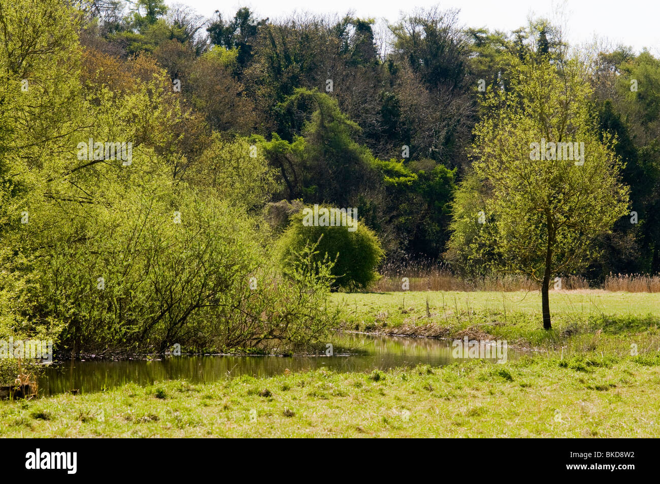 The Cherwell river valley, oxfordshire, in Spring, backlit Stock Photo