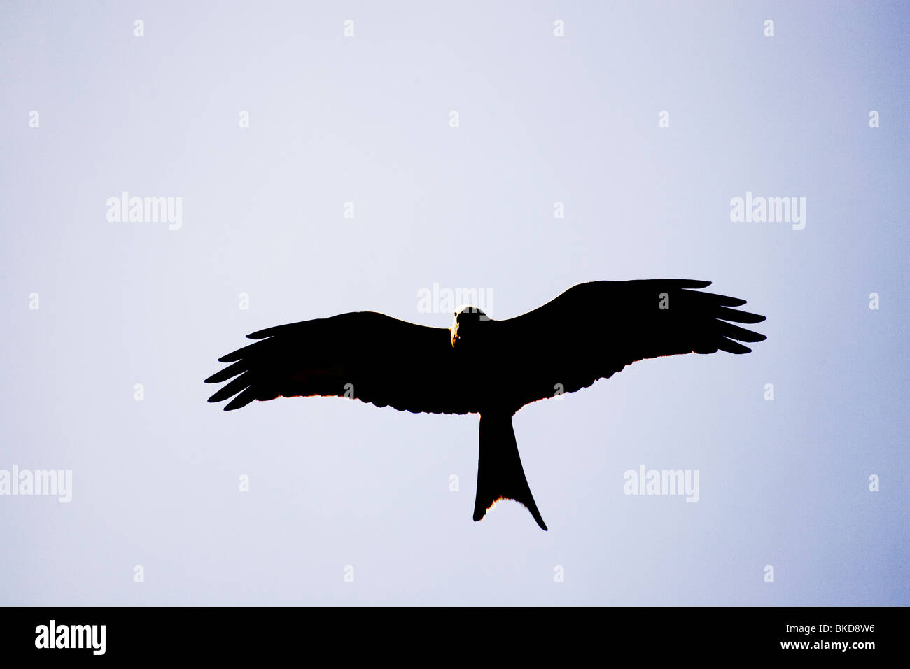 A Red Kite flying at Bwlch Nant yr Arian centre in Ceredigion, mid Wales. Stock Photo