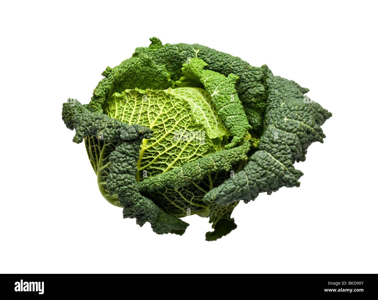 Savoy Cabbage on white Stock Photo