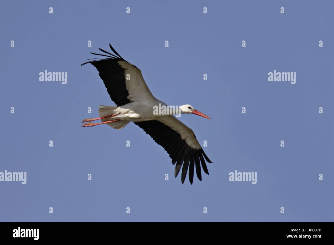 Weißstorch, ciconia, white, stork, fliegen Stock Photo