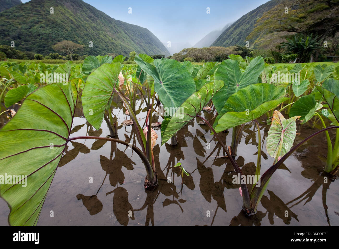 Taro (kalo) is farmed in Waipio Valley,Hawaii as has been done for