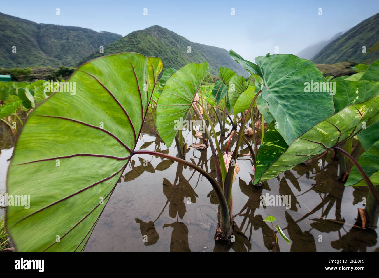 Kalo farming hires stock photography and images Alamy