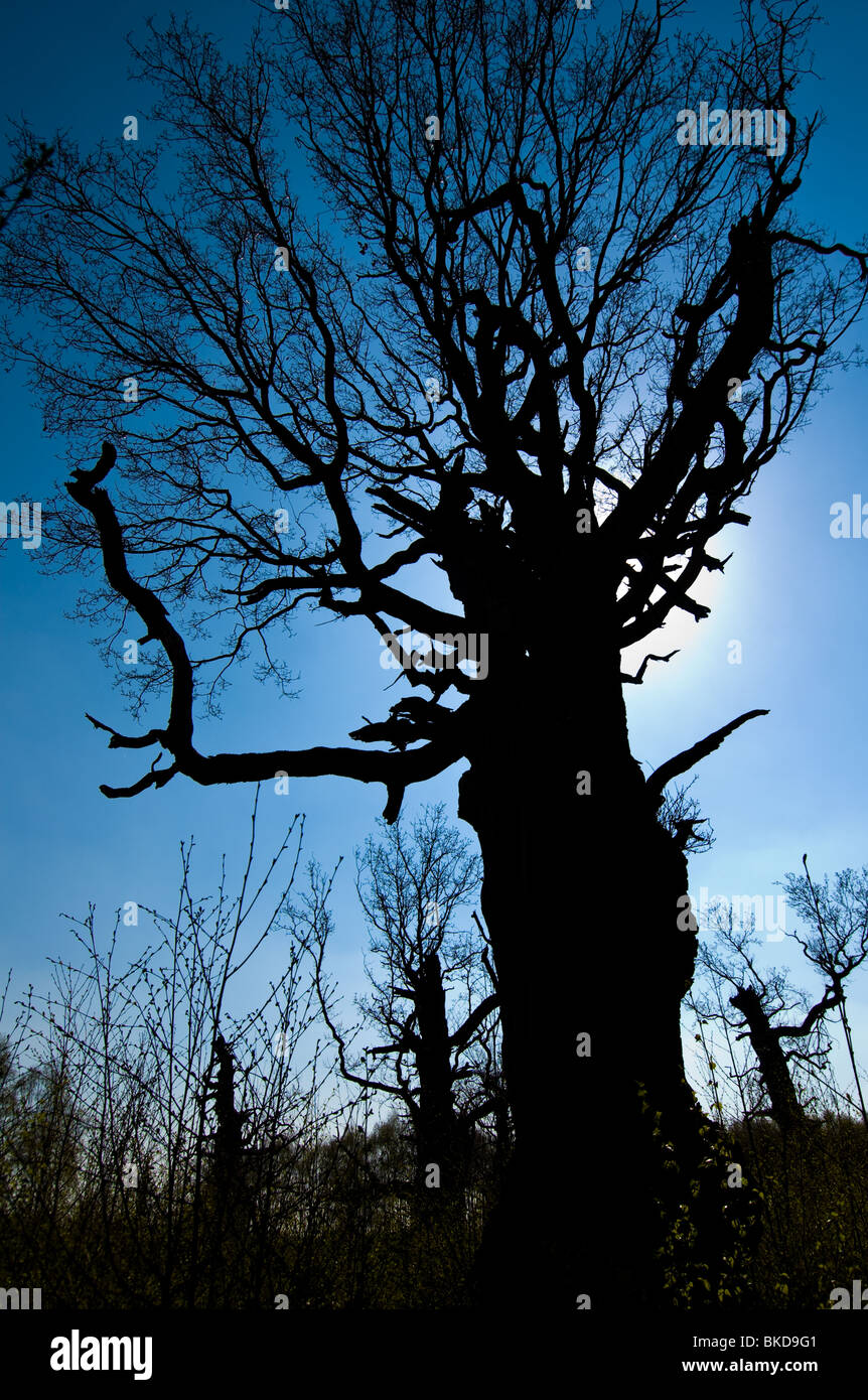 dead-english-oak-trees-standing-in-sherwood-forest-stock-photo-alamy