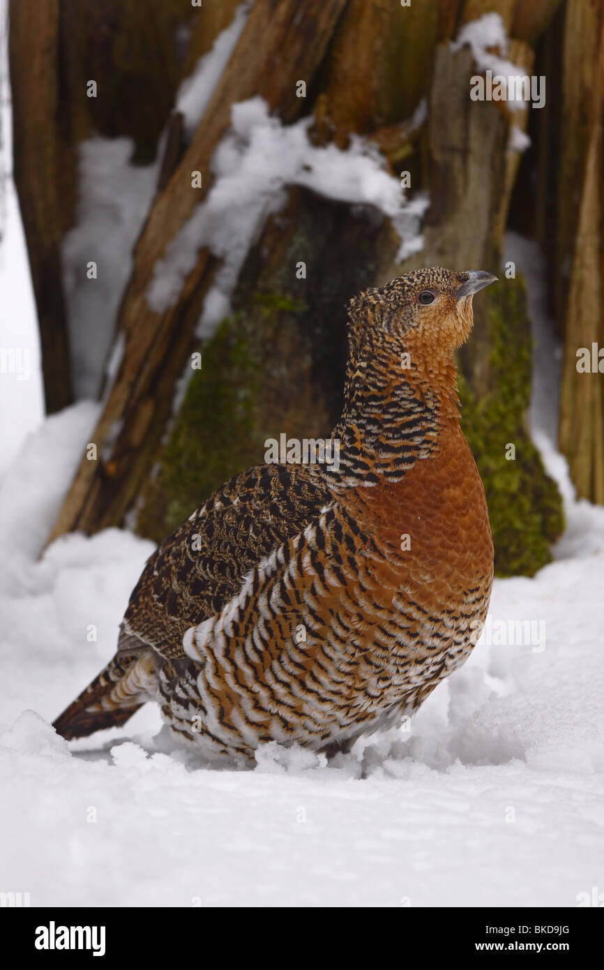 Wood, Grouse, tetrao, urogallus Stock Photo