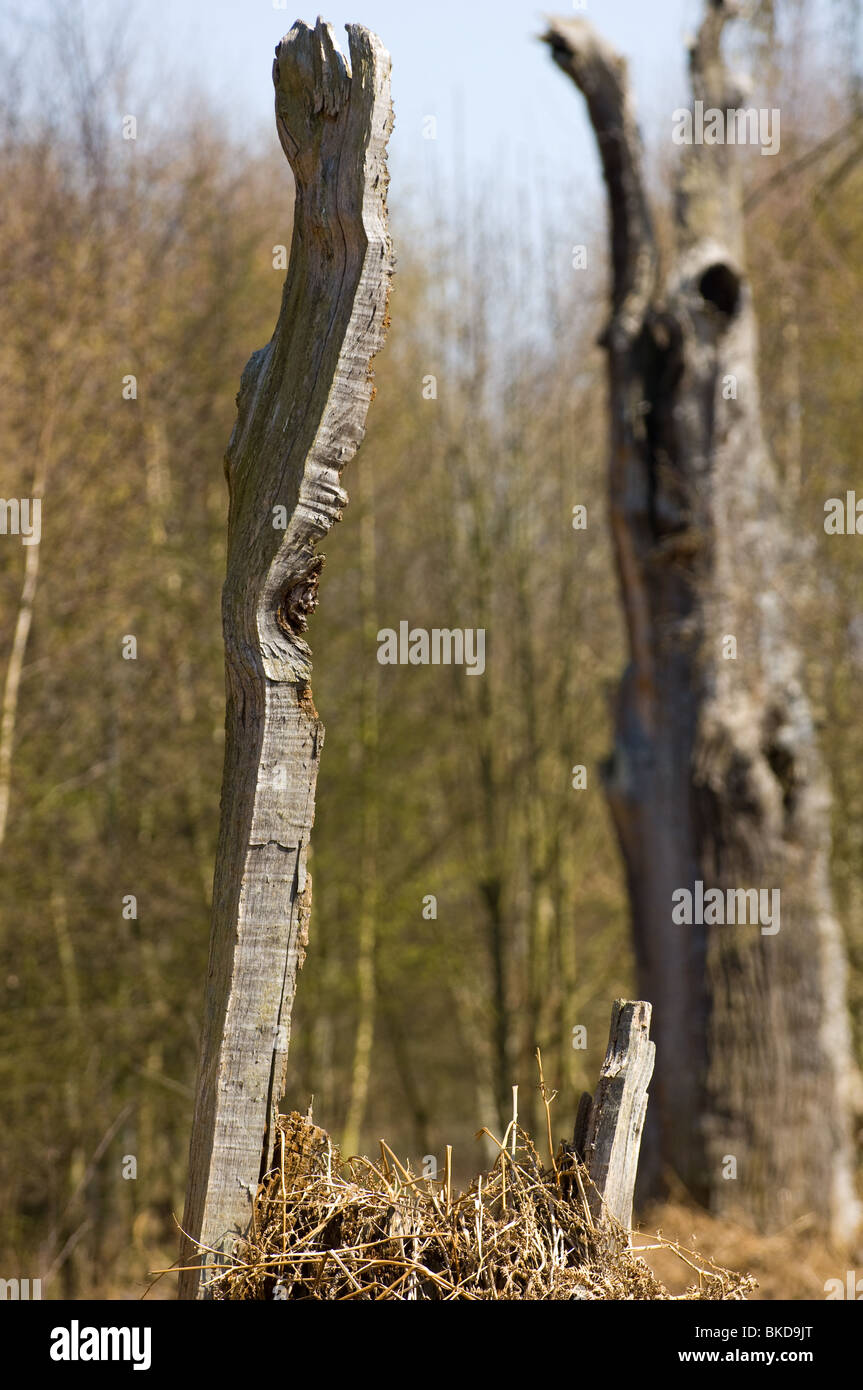 dead-english-oak-trees-standing-in-sherwood-forest-stock-photo-alamy