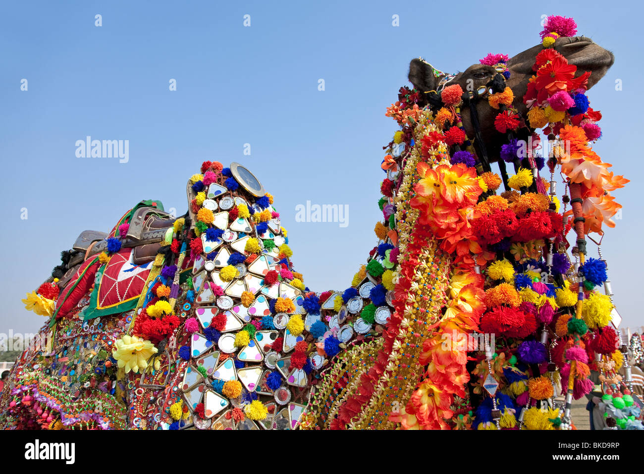 Camel Decorated With Traditional Costumes Bikaner Camel Festival