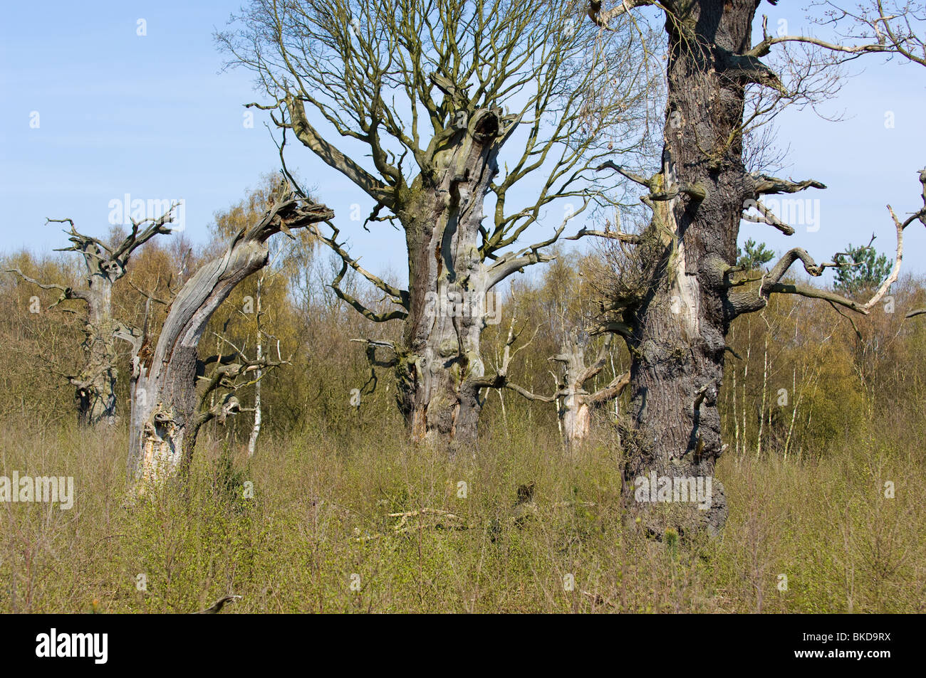dead-english-oak-trees-standing-in-sherwood-forest-stock-photo-alamy