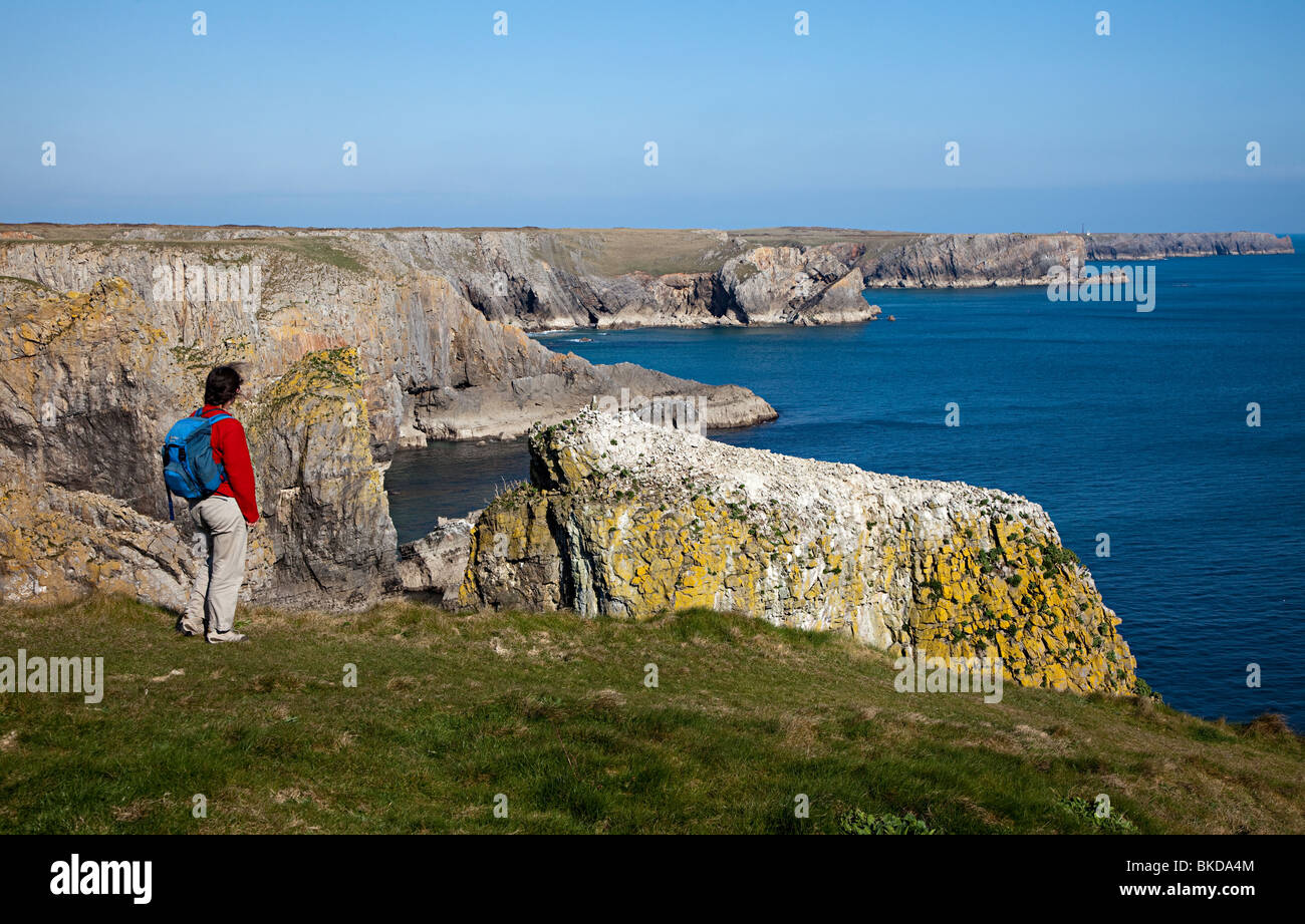 Woman hiker at Elegug Stacks Pembrokeshire coast path Wales UK Stock Photo