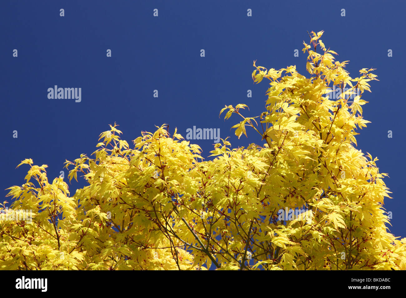 Acer tree with fresh yellow spring leaves. Stock Photo