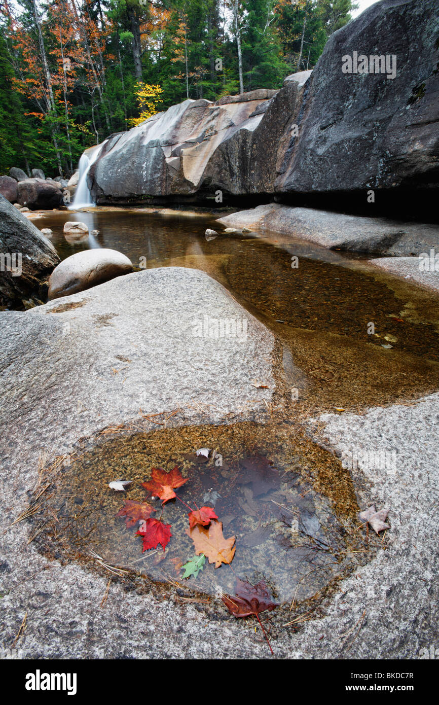 Are Dogs Allowed At Dianas Bath