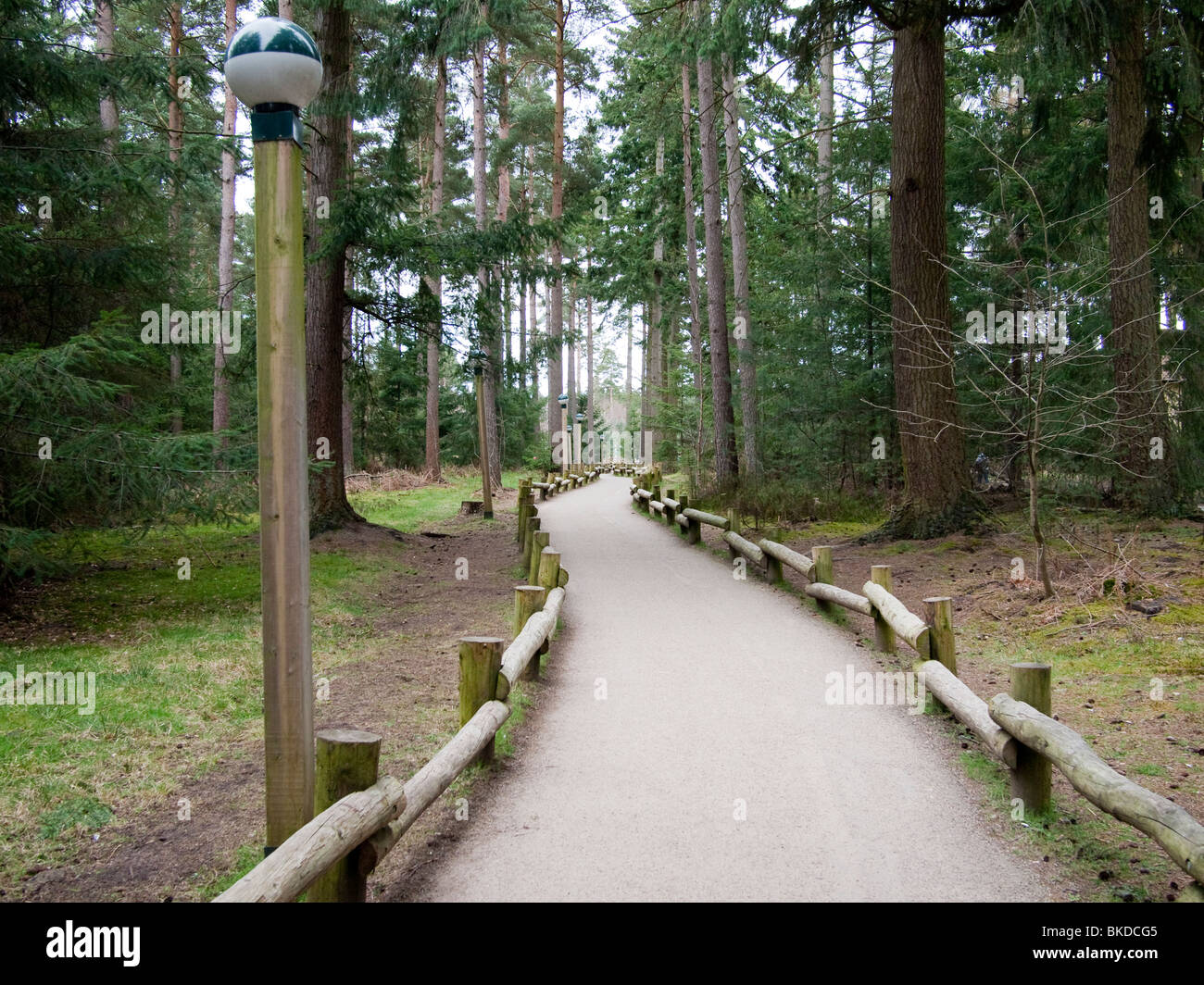 Woodland Path, Centre Parcs, Lake District, England Stock Photo