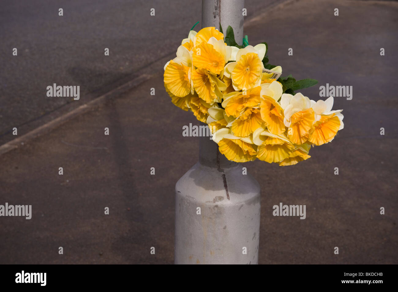 Roadside memorial bunch of plastic daffodils flowers tied to lamp post at Abertillery Blaenau Gwent South Wales UK Stock Photo
