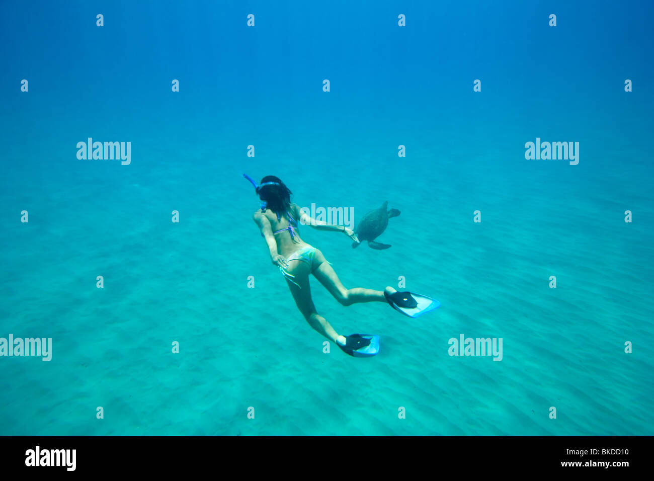 A snorkeler swims deep in the sea with a turtle. Stock Photo
