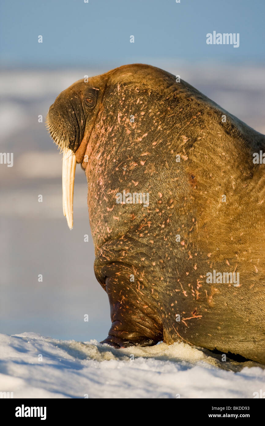 Norway, Svalbard, Edgeoya Island, Walrus (Odobenus rosmarus) on sea ice near Kapp Lee in midnight sun Stock Photo