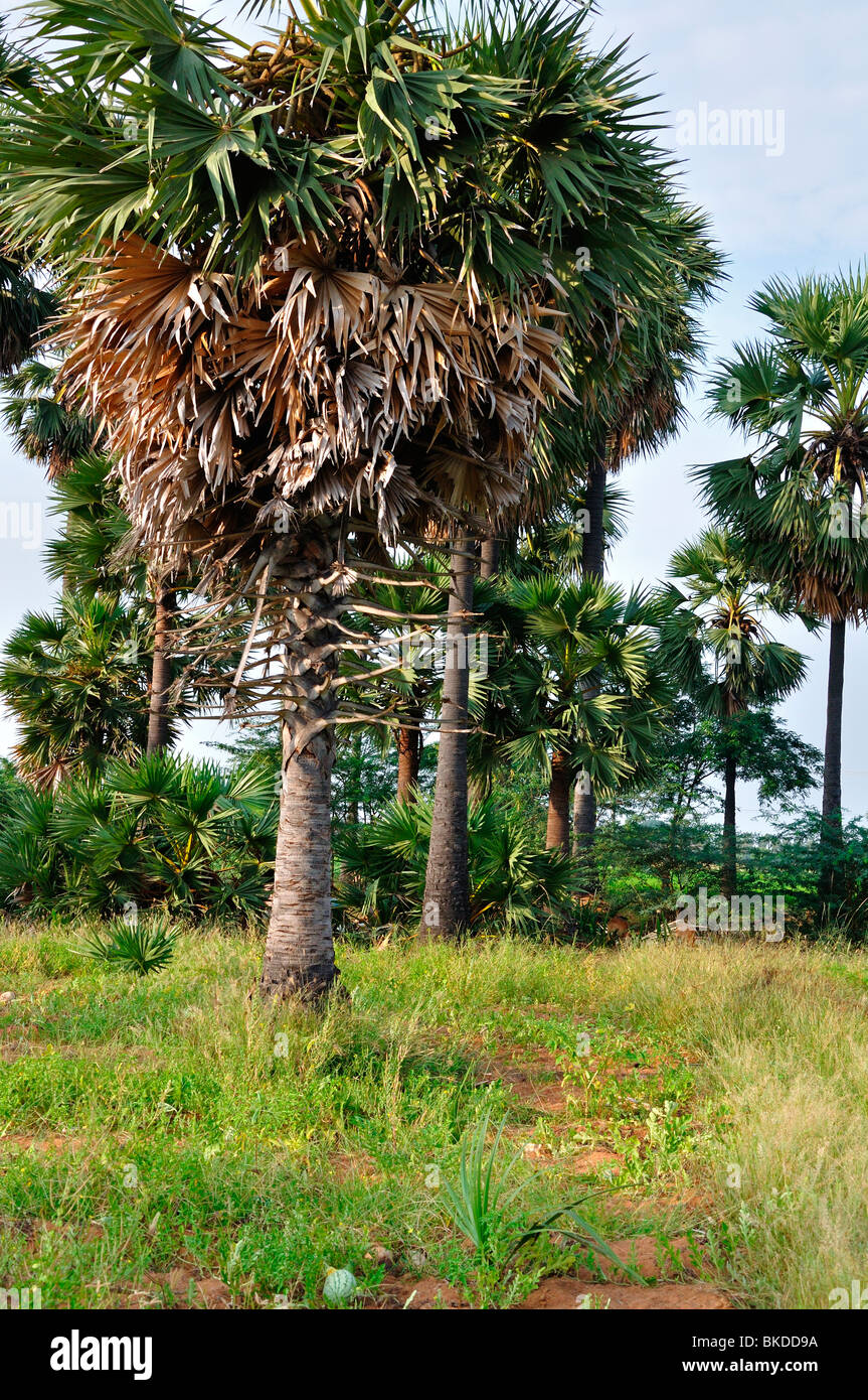 Palmyra ( Borassus Stock Photo Alamy