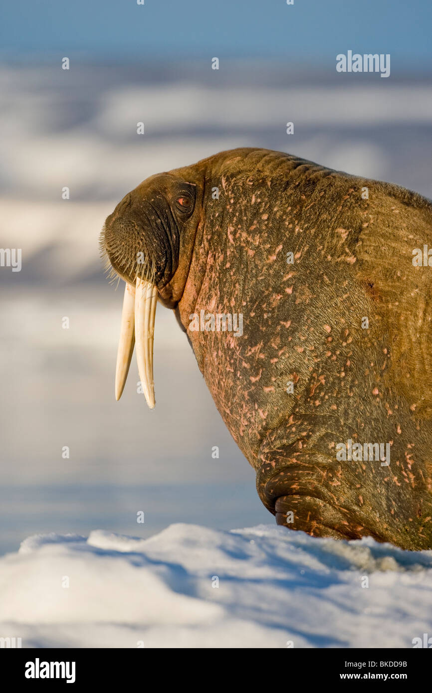 Norway, Svalbard, Edgeoya Island, Walrus (Odobenus rosmarus) on sea ice near Kapp Lee in midnight sun Stock Photo