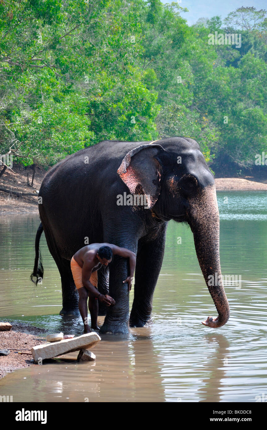 Mahout Bathing Elephant Stock Photo
