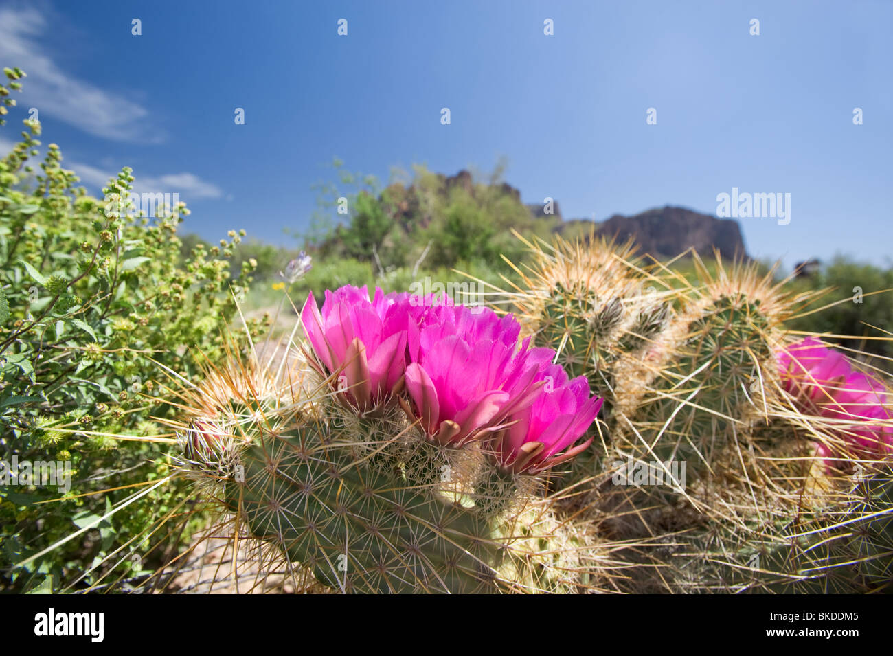 Blooming cactus flowers in an Arizona desert. Stock Photo