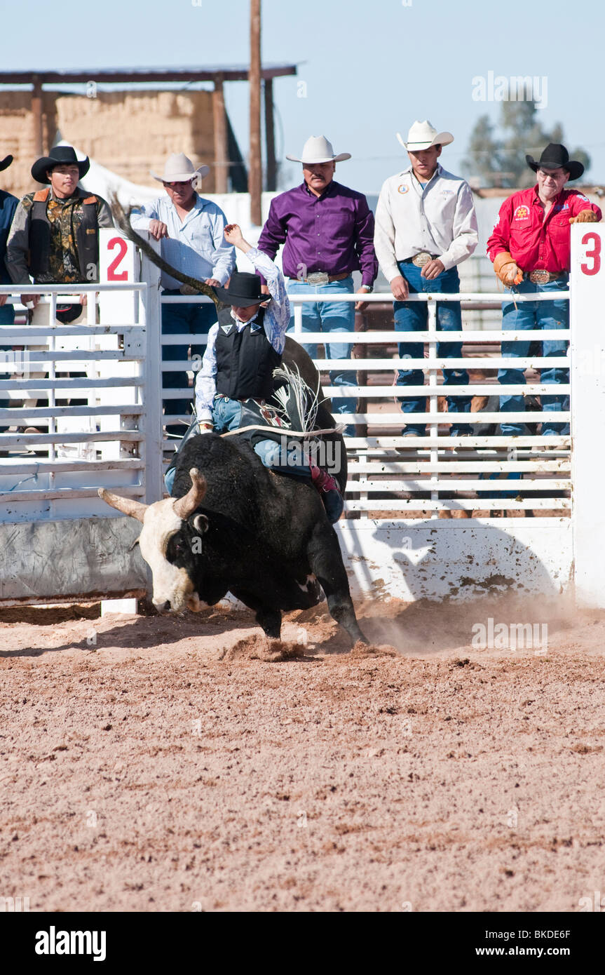 a cowboy competes in the bull riding event during the O'Odham Tash all ...